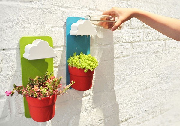Limpeza, sedum, grama de lebre! Cultivo de suculentas no canteiro de flores e no peitoril da janela