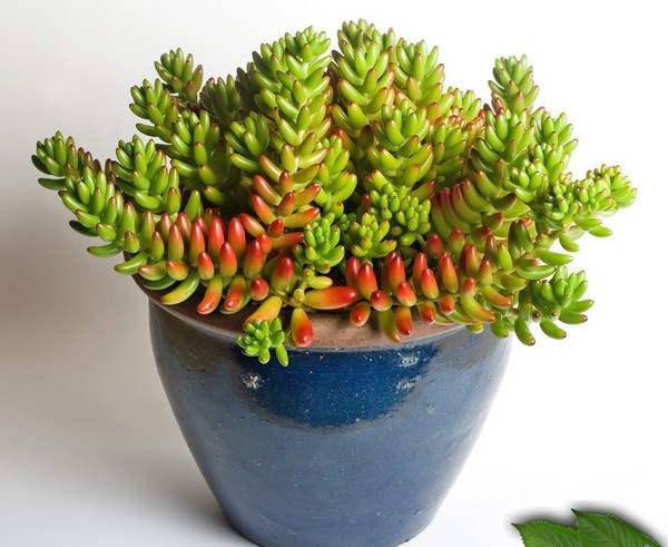 Limpeza, sedum, grama de lebre! Cultivo de suculentas no canteiro de flores e no peitoril da janela