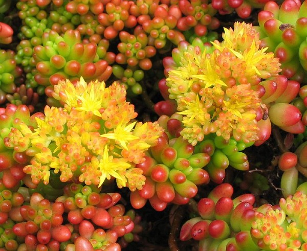 Limpeza, sedum, grama de lebre! Cultivo de suculentas no canteiro de flores e no peitoril da janela