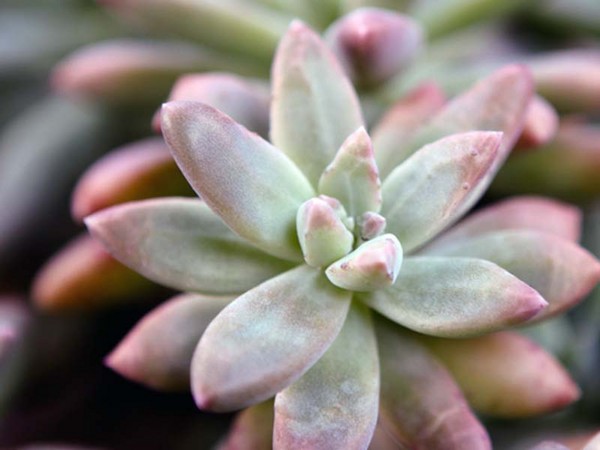 Limpeza, sedum, grama de lebre! Cultivo de suculentas no canteiro de flores e no peitoril da janela