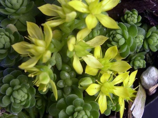 Limpeza, sedum, grama de lebre! Cultivo de suculentas no canteiro de flores e no peitoril da janela