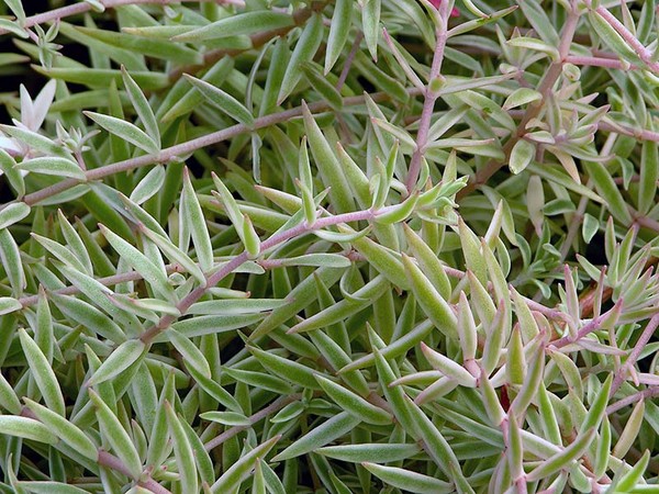 Limpeza, sedum, grama de lebre! Cultivo de suculentas no canteiro de flores e no peitoril da janela