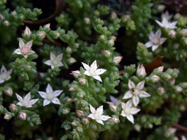 Limpeza, sedum, grama de lebre! Cultivo de suculentas no canteiro de flores e no peitoril da janela