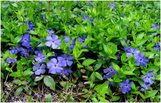 flores pervinca