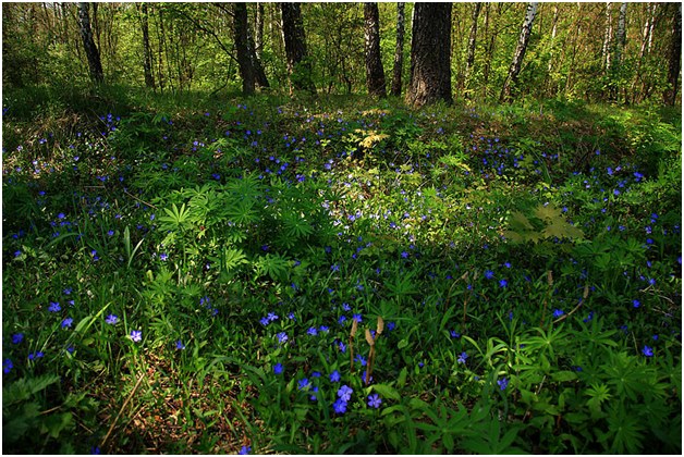 pervinca