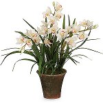 Orchid Cymbidium: Cuidados e conteúdo