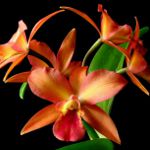 Orchid Cattleya Orchid Cattleya