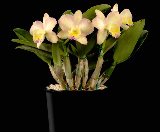 Orchid Cattleya