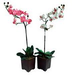A orquídea não floresce: o que fazer? A orquídea não floresce: o que fazer?