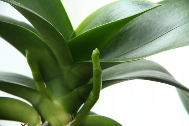 A orquídea não floresce: o que fazer? A orquídea não floresce: o que fazer?