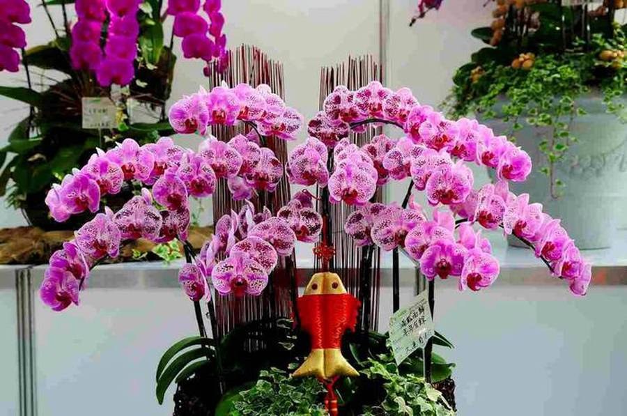 flor de orquídea