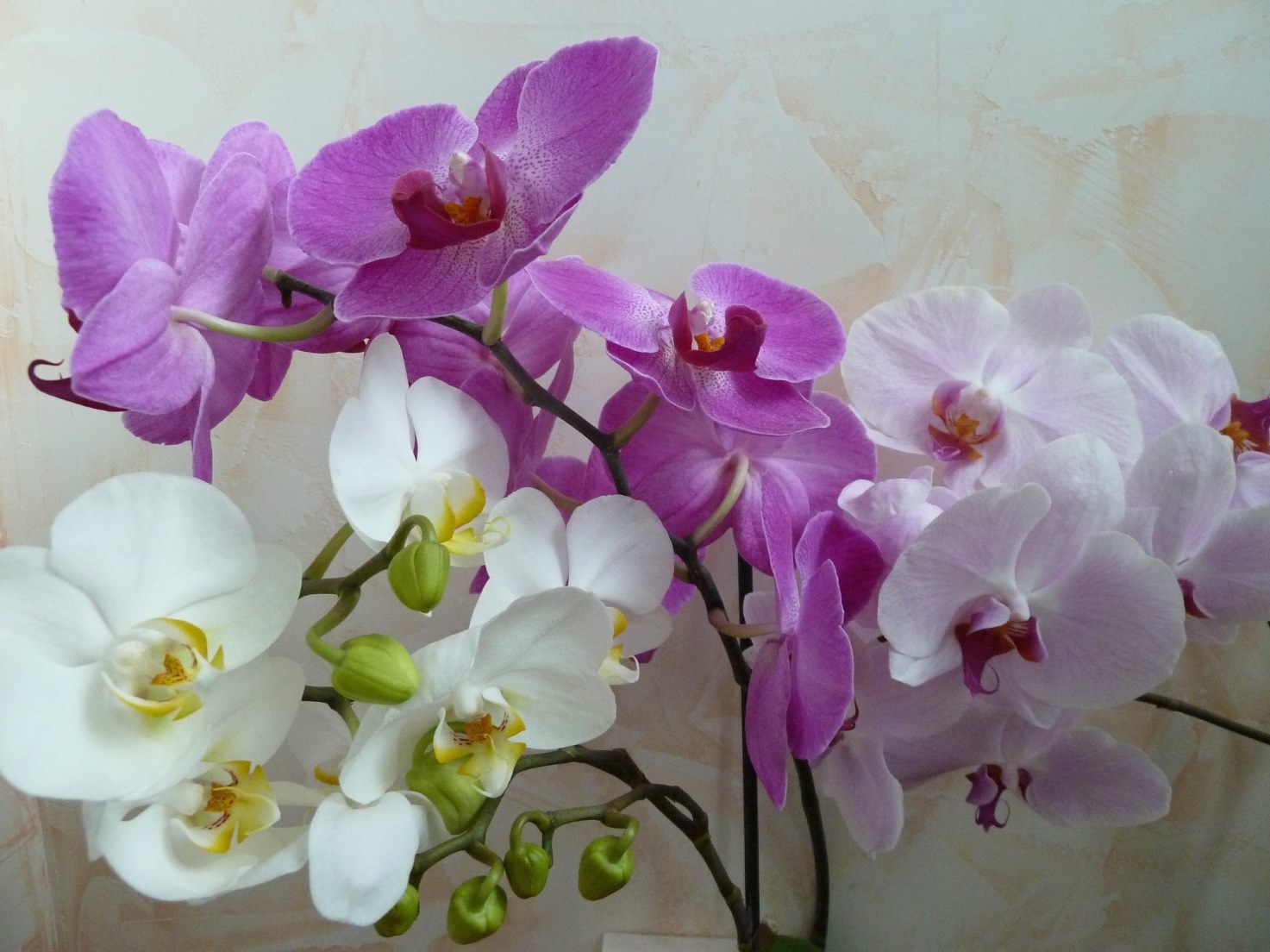 orquídea multicolorida