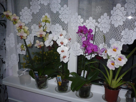 Orquídea: cuidados domiciliários