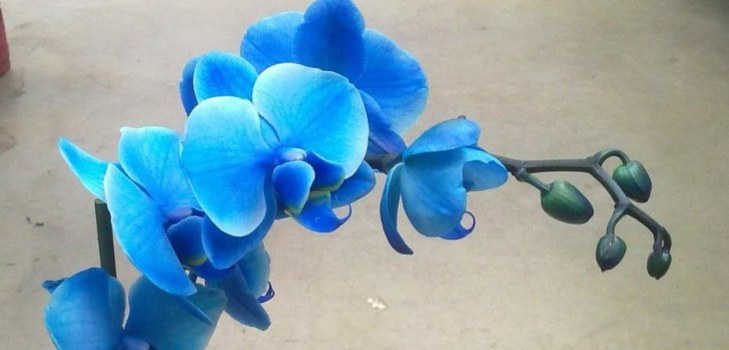 linda orquídea