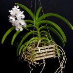 Orchida Vanda