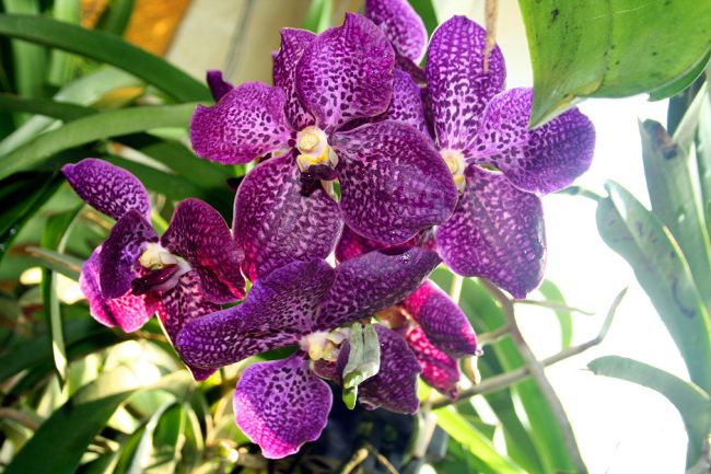 Orchida Vanda