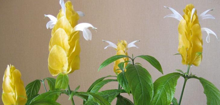 Pachistahis: foto e cuidado em casa