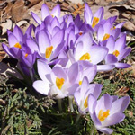 Primroses no jardim