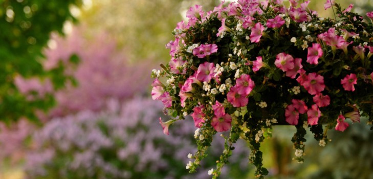 Plantando petunia e cuidando dela