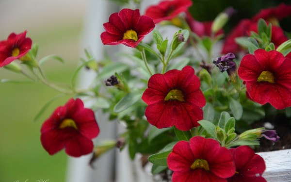 Plantando petunia e cuidando dela