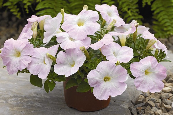 Plantando petunia e cuidando dela