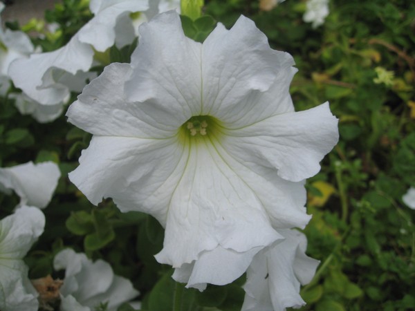 Plantando petunia e cuidando dela