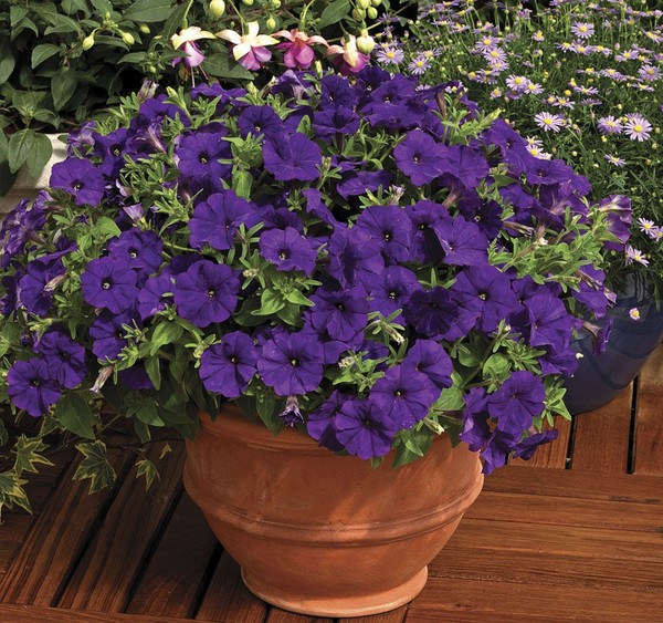 Plantando petunia e cuidando dela