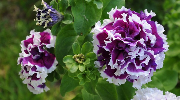 Plantando petunia e cuidando dela