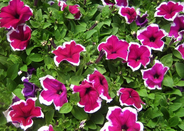 Plantando petunia e cuidando dela