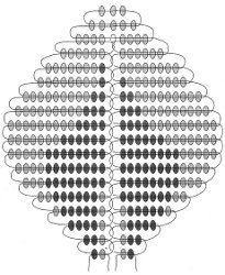 O esquema de rosas de grânulos