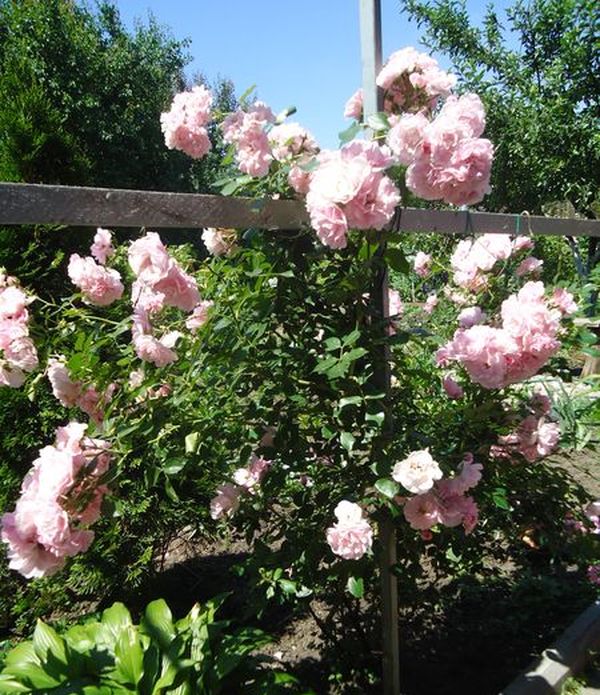 Plantando e cuidando a rosa escalada