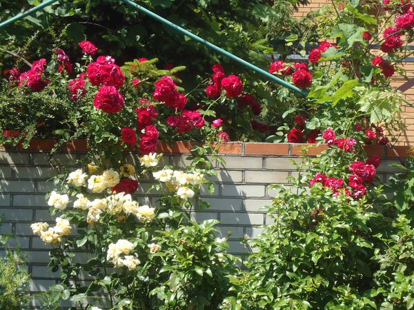 Plantando e cuidando a rosa escalada