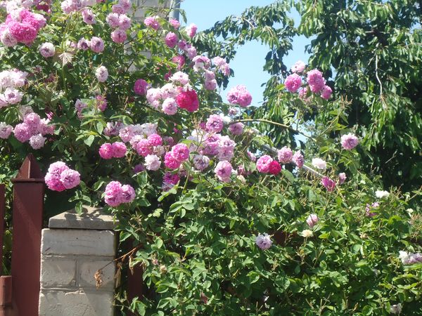 Plantando e cuidando a rosa escalada