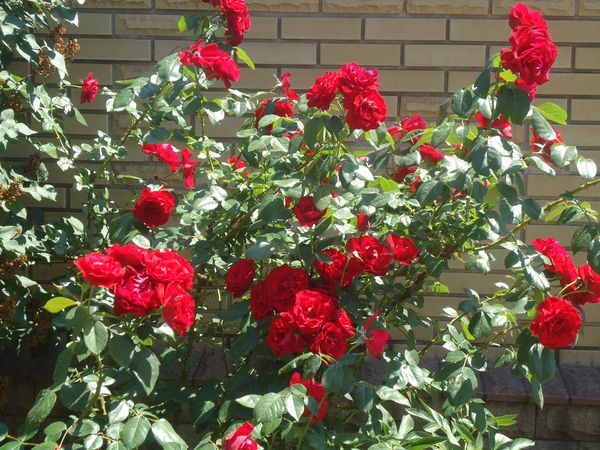 Plantando e cuidando a rosa escalada
