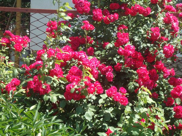 Plantando e cuidando a rosa escalada