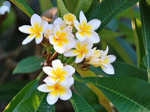 Reprodução de plumeria