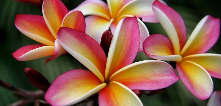 Plumeria: foto e cuidados em casa