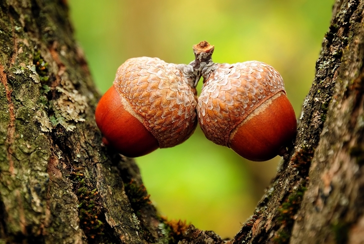 Artesanato de bolotas: carneiro, foto-instrução