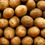 Preparação de batatas para plantação