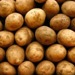 Preparação de batatas para plantação Preparação de batatas para plantação