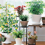 Plantas de casa úteis Plantas de casa úteis