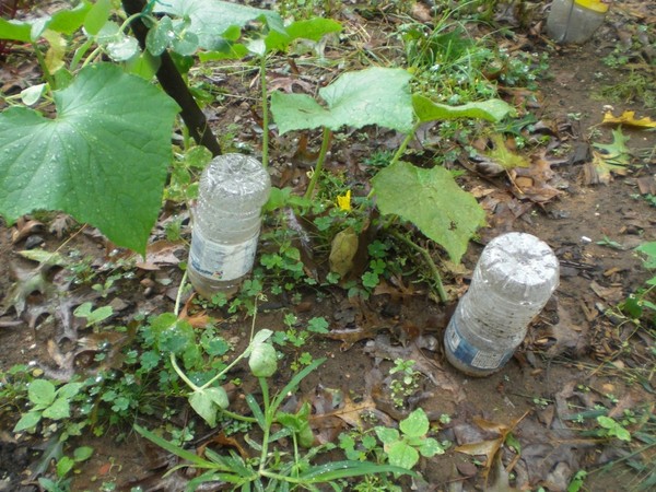 Jardineiro Gimmicks: as regras para regar os pepinos no chão aberto e na estufa