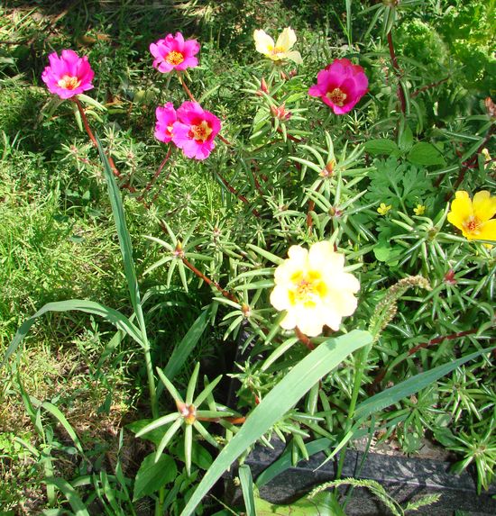 Como plantar e crescer o portoláquio