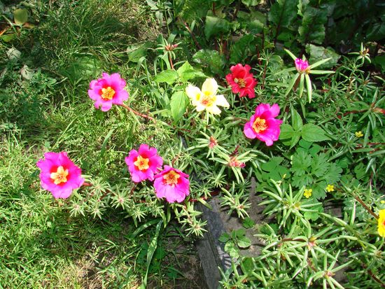 Como plantar e crescer o portoláquio