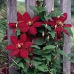 Plantação de Clematis Plantação de Clematis