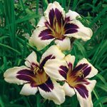 Plantando daylilies