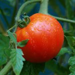 Corrigir a rega dos tomates Corrigir a rega dos tomates