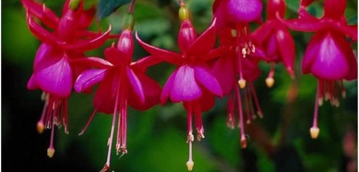 flores fúcsia