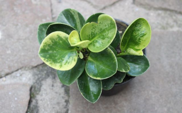 Bela peperomia - cuidados simples em casa (foto, vídeo)