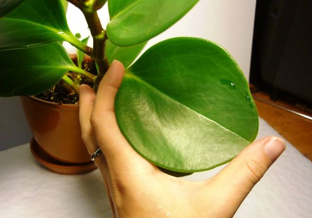Cuidado com Pyperium
